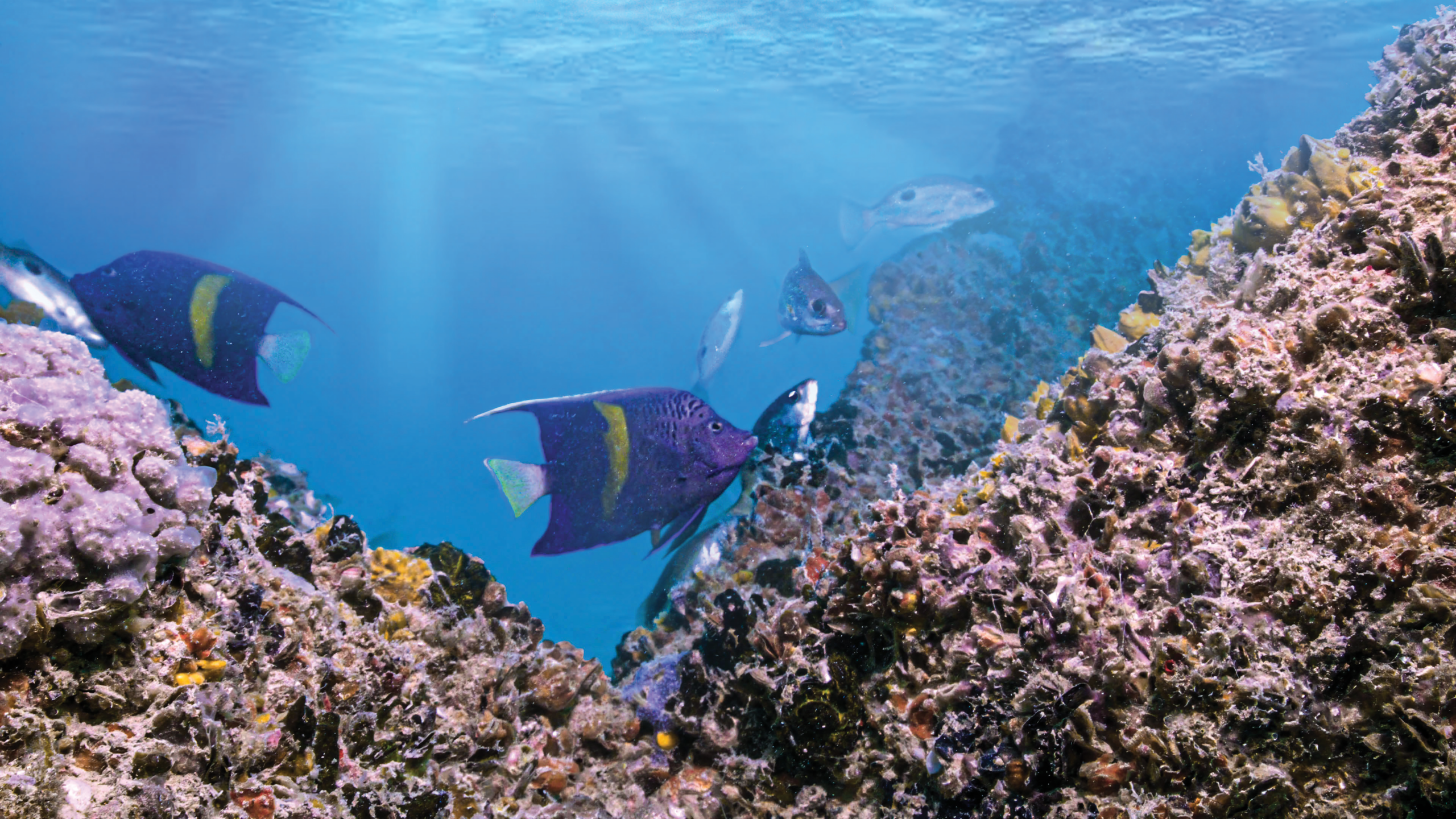 Reefs On The Rise: Africa's New Underwater Economy