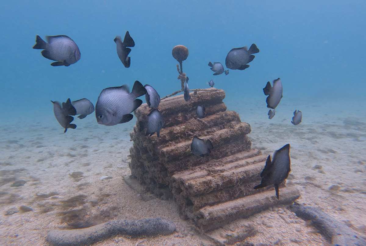 The Sounds of the Sea Drive a New Strategy to Restore Coral Reefs and Recover Biodiversity