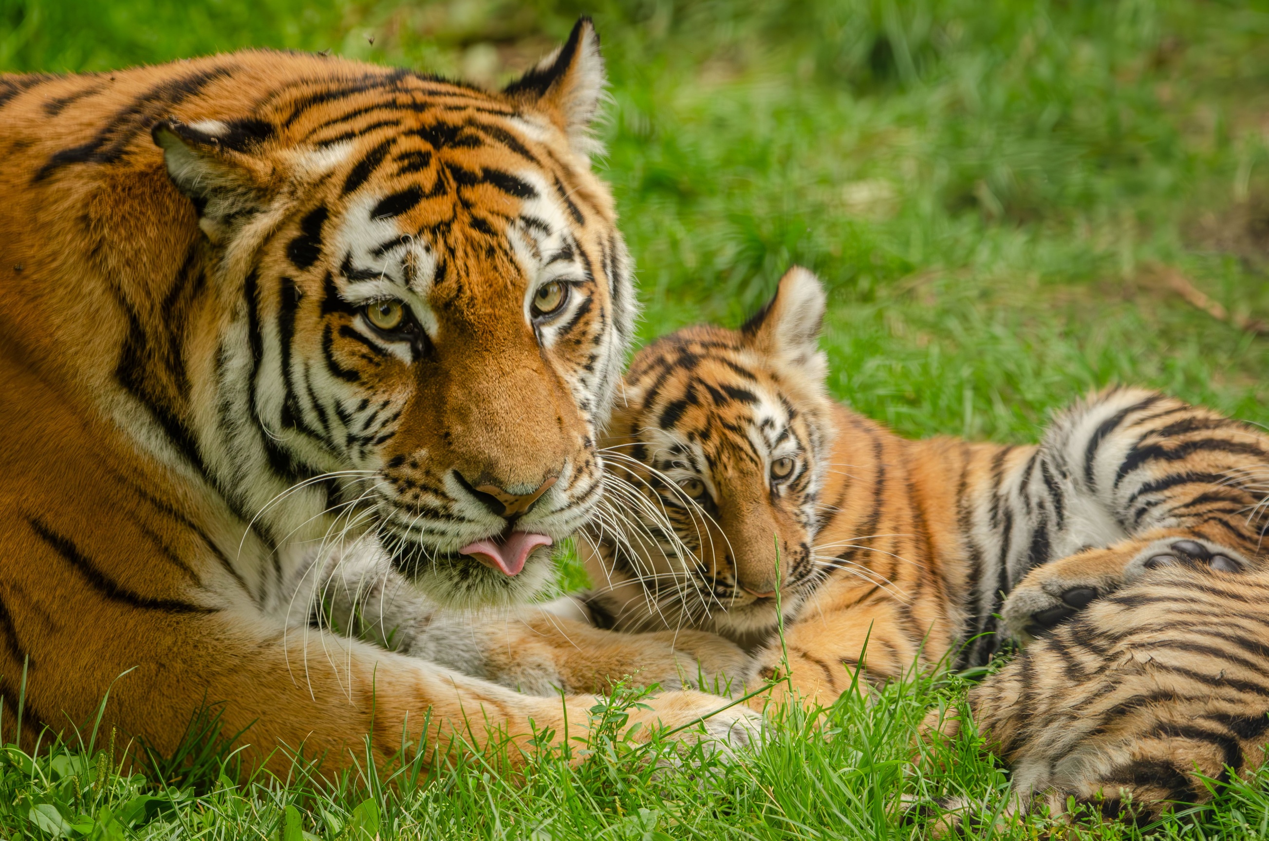 WWF Living Planet Report 2026: 73% Average Wildlife Decline Since 1970